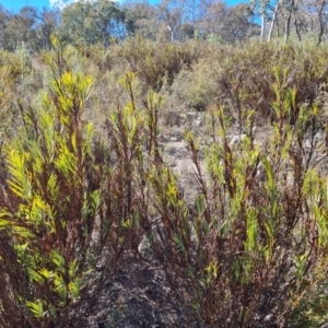 Stypandra glauca at Tuggeranong, ACT - 8 Aug 2023