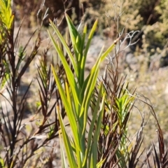 Stypandra glauca at Tuggeranong, ACT - 8 Aug 2023 12:19 PM