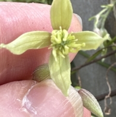 Clematis leptophylla (Small-leaf Clematis, Old Man's Beard) at Aranda, ACT - 8 Aug 2023 by lbradley