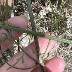 Clematis leptophylla at Belconnen, ACT - 8 Aug 2023