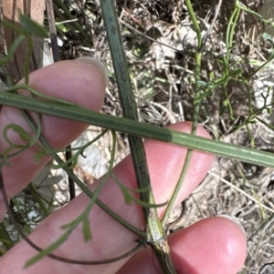 Clematis leptophylla at Aranda, ACT - 8 Aug 2023 12:41 PM