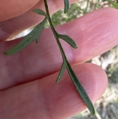 Clematis leptophylla at Aranda, ACT - 8 Aug 2023 12:41 PM