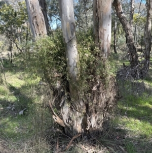 Clematis leptophylla at Belconnen, ACT - 8 Aug 2023
