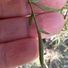 Clematis leptophylla at Aranda, ACT - 8 Aug 2023 12:41 PM