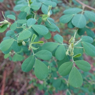 Goodia lotifolia (Golden Tip) at Palerang, NSW - 17 May 2023 by RobG1