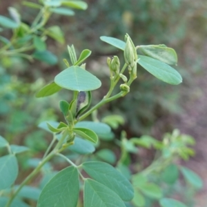 Goodia lotifolia at Palerang, NSW - 17 May 2023