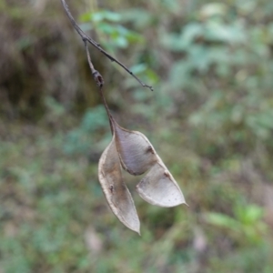 Goodia lotifolia at Palerang, NSW - 17 May 2023