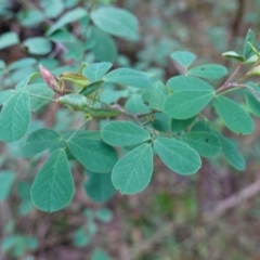 Goodia lotifolia at Palerang, NSW - 17 May 2023