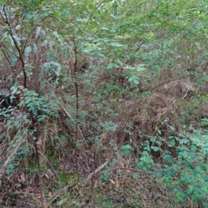 Goodia lotifolia at Palerang, NSW - 17 May 2023