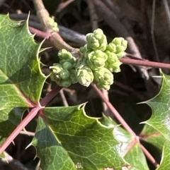 Berberis aquifolium (Oregon Grape) at Aranda Bushland - 8 Aug 2023 by lbradley