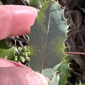 Berberis aquifolium at Cook, ACT - 8 Aug 2023