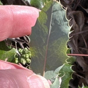 Berberis aquifolium at Cook, ACT - 8 Aug 2023 01:47 PM