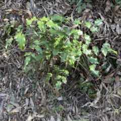 Berberis aquifolium at Belconnen, ACT - 8 Aug 2023