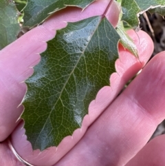 Berberis aquifolium at Belconnen, ACT - 8 Aug 2023