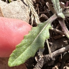 Senecio sp. (A Fireweed) at Point 4150 - 8 Aug 2023 by lbradley