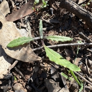 Senecio sp. at Aranda, ACT - 8 Aug 2023