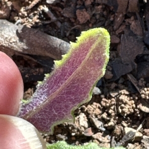 Senecio sp. at Aranda, ACT - 8 Aug 2023