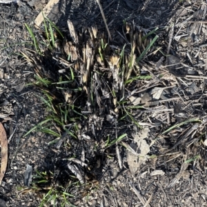 Lomandra longifolia at Aranda, ACT - 8 Aug 2023