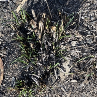 Lomandra longifolia (Spiny-headed Mat-rush, Honey Reed) at Point 4150 - 8 Aug 2023 by lbradley