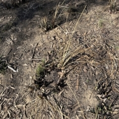 Lomandra longifolia at Aranda, ACT - 8 Aug 2023