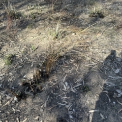 Lomandra longifolia at Aranda, ACT - 8 Aug 2023