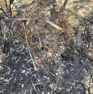 Cassytha pubescens at Aranda, ACT - 8 Aug 2023 02:27 PM