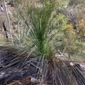 Xanthorrhoea glauca subsp. angustifolia at Cotter River, ACT - suppressed