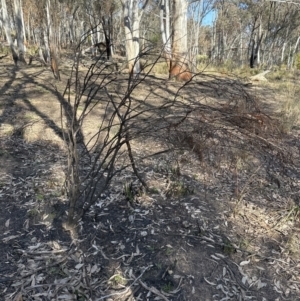 Daviesia sp. at Aranda, ACT - 8 Aug 2023 02:29 PM