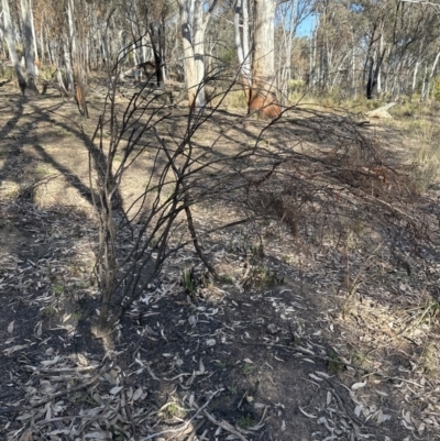 Daviesia sp. (Bitter-pea) at Point 4150 - 8 Aug 2023 by lbradley