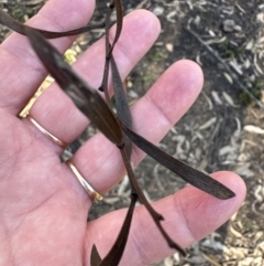 Daviesia sp. at Belconnen, ACT - 8 Aug 2023