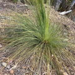 Xanthorrhoea glauca subsp. angustifolia (Grey Grass-tree) at Lower Cotter Catchment - 5 Aug 2023 by NickiTaws