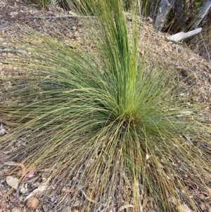 Xanthorrhoea glauca subsp. angustifolia at Cotter River, ACT - suppressed