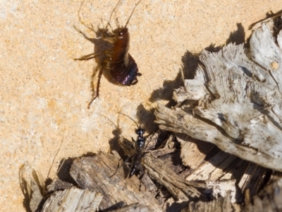 Ampulicidae (family) (Cockroach Wasp) at Paddys River, ACT - 4 Aug 2023 by CanberraDSN