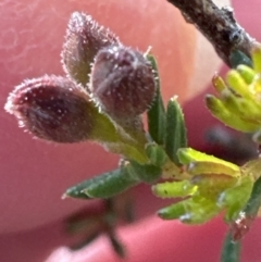 Dillwynia phylicoides (A Parrot-pea) at Belconnen, ACT - 8 Aug 2023 by lbradley