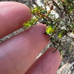 Dillwynia phylicoides at Aranda, ACT - 8 Aug 2023 02:34 PM