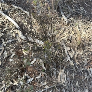 Dillwynia phylicoides at Aranda, ACT - 8 Aug 2023