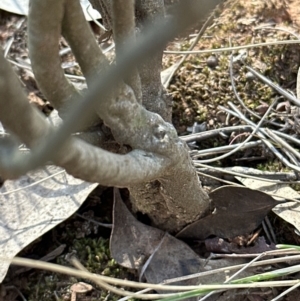 Dillwynia phylicoides at Aranda, ACT - 8 Aug 2023