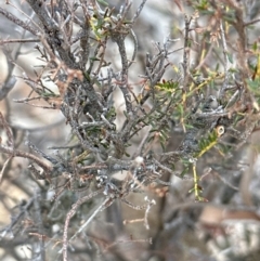 Dillwynia phylicoides at Aranda, ACT - 8 Aug 2023 02:34 PM