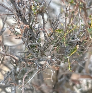Dillwynia phylicoides at Belconnen, ACT - 8 Aug 2023
