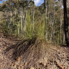 Xanthorrhoea glauca subsp. angustifolia (Grey Grass-tree) at Cotter River, ACT - 5 Aug 2023 by NickiTaws