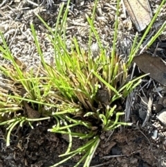 Unverified Grass at Belconnen, ACT - 8 Aug 2023 by lbradley