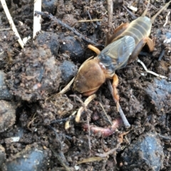 Gryllotalpa australis (Mole cricket) at Lower Borough, NSW - 7 Aug 2023 by mcleana