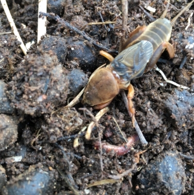 Gryllotalpa australis (Mole cricket) at Lower Borough, NSW - 7 Aug 2023 by mcleana