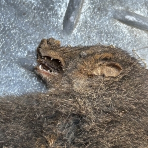 Antechinus mimetes mimetes at Cotter River, ACT - 4 Aug 2023