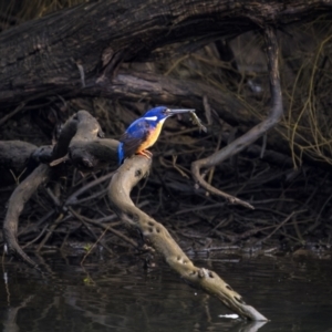 Ceyx azureus at South Pambula, NSW - 15 Jul 2023 09:27 AM