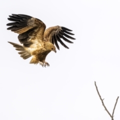 Haliastur sphenurus (Whistling Kite) at South Pambula, NSW - 14 Jul 2023 by trevsci