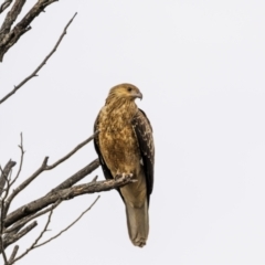 Haliastur sphenurus at Greigs Flat, NSW - 15 Jul 2023 09:42 AM