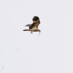 Haliastur sphenurus at Greigs Flat, NSW - 15 Jul 2023 09:42 AM