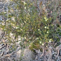 Acacia gunnii (Ploughshare Wattle) at Wanniassa Hill - 8 Aug 2023 by LPadg