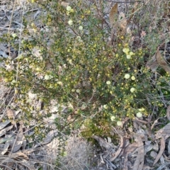 Acacia gunnii (Ploughshare Wattle) at Tuggeranong, ACT - 8 Aug 2023 by LPadg